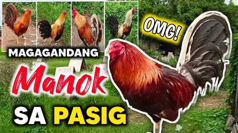 mga klase ng manok panabong|MGA IBA'T.
